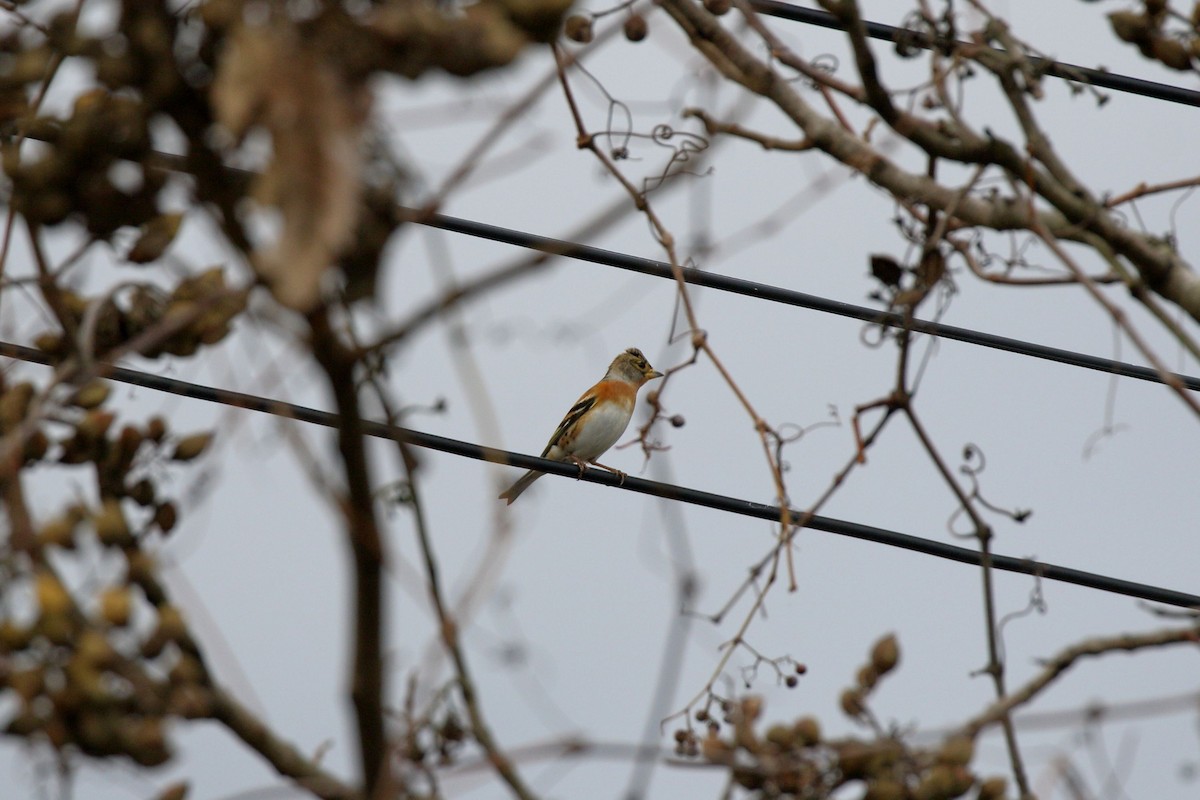 Brambling - ML645796811