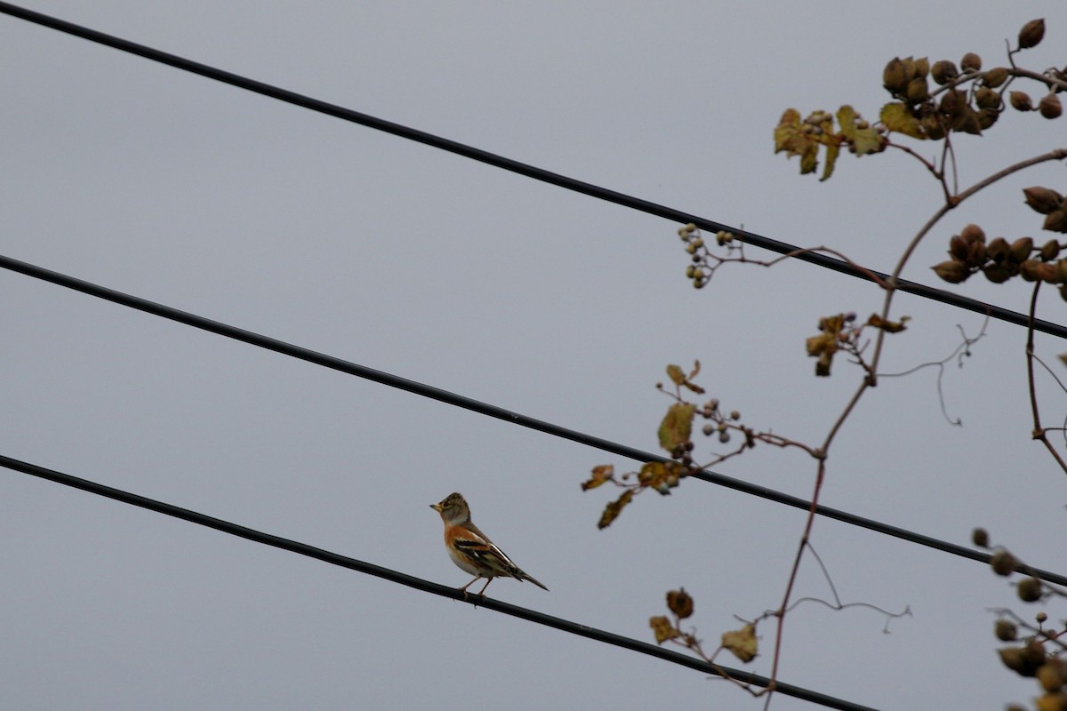 Brambling - ML645796812