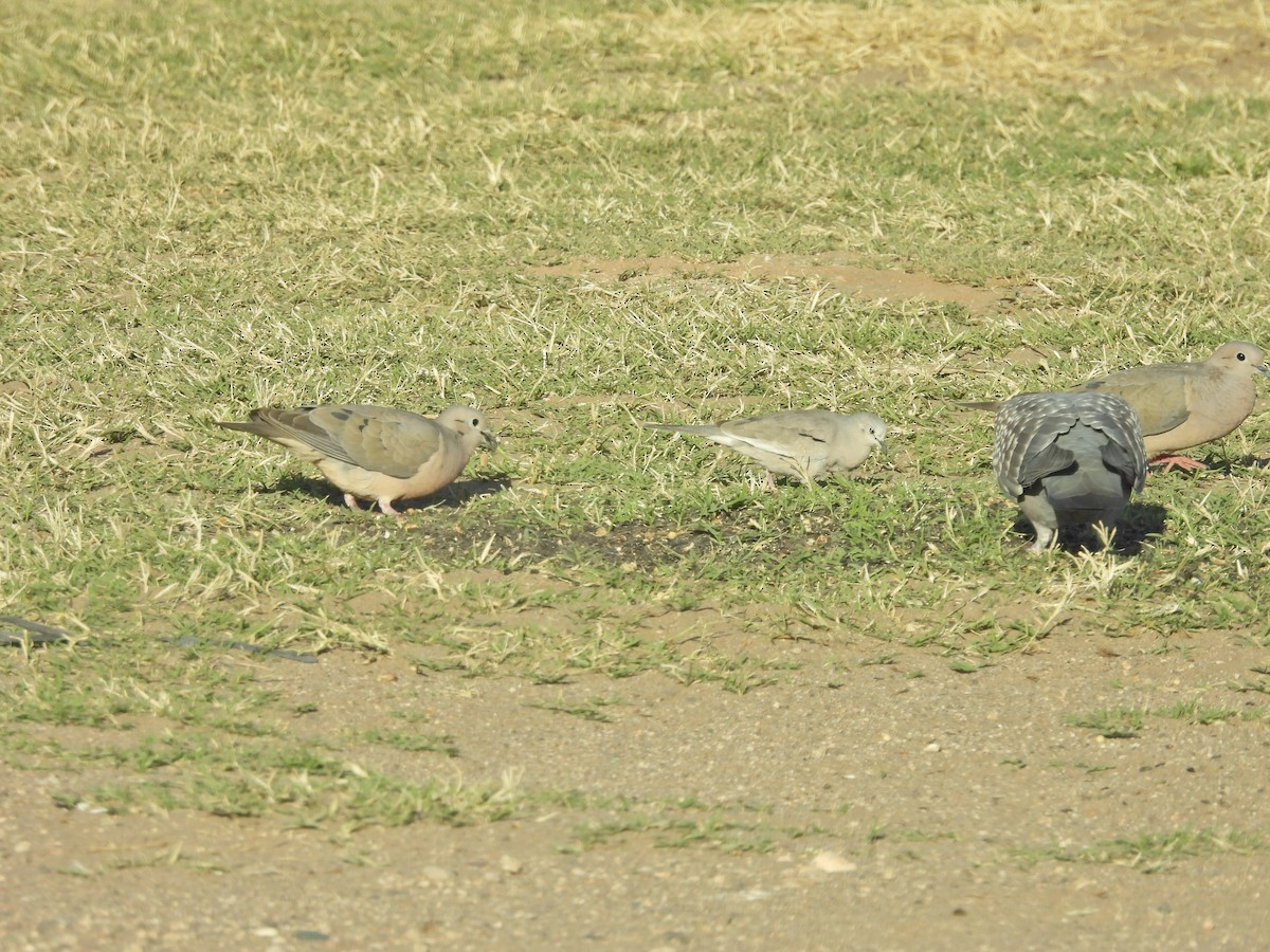 Picui Ground Dove - ML645796813