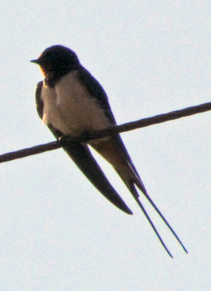 vlaštovka obecná - ML645796814