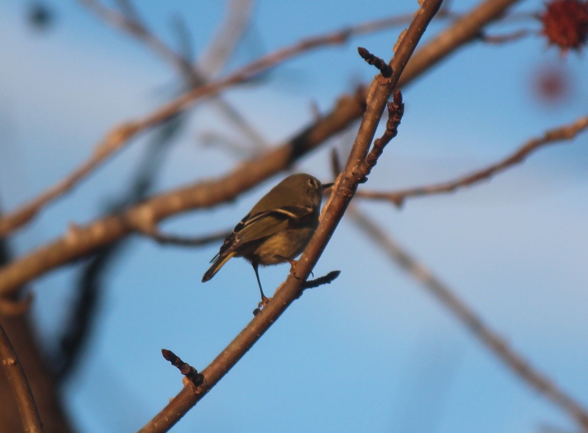 Ruby-crowned Kinglet - ML645796826