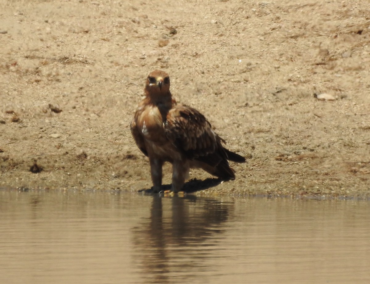 Tawny Eagle - ML645796832