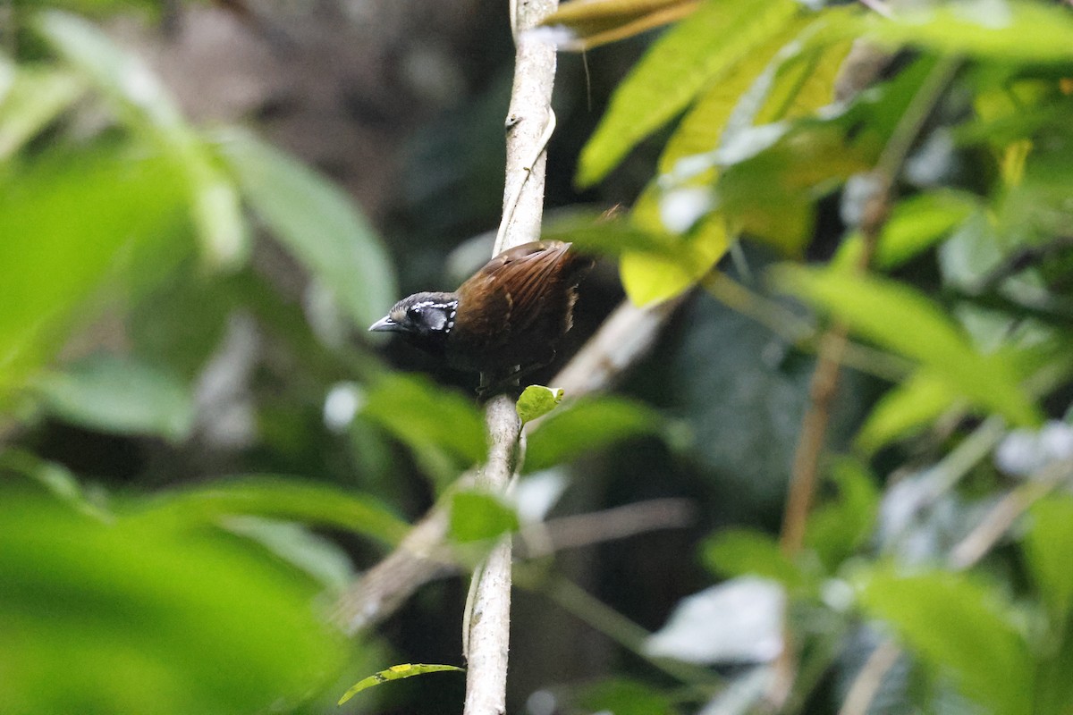 White-necked Babbler - ML645796834