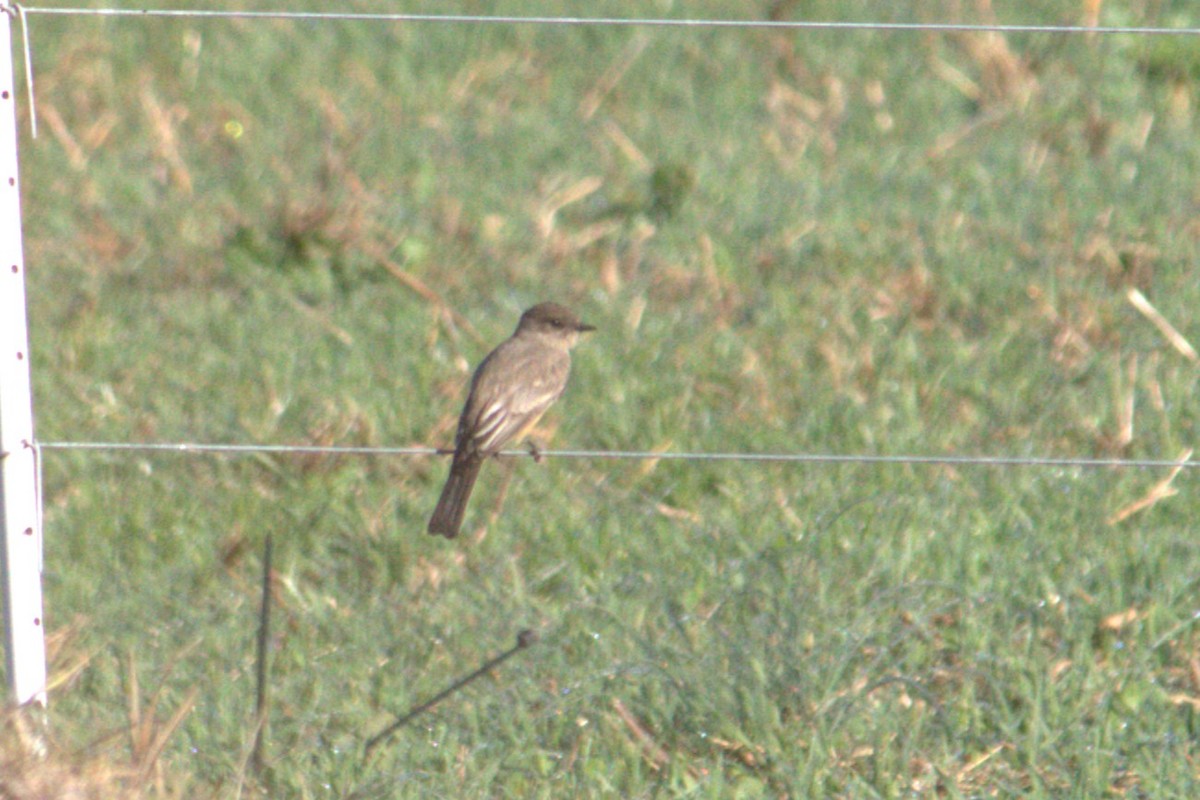 Say's Phoebe - ML645796844