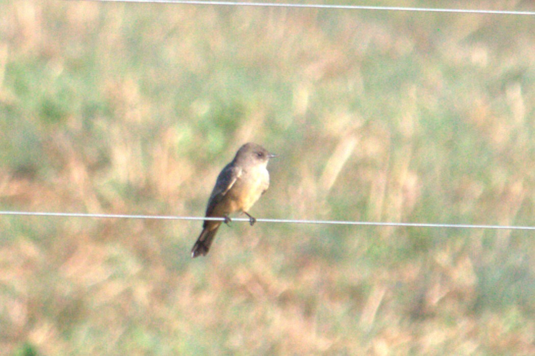 Say's Phoebe - ML645796856