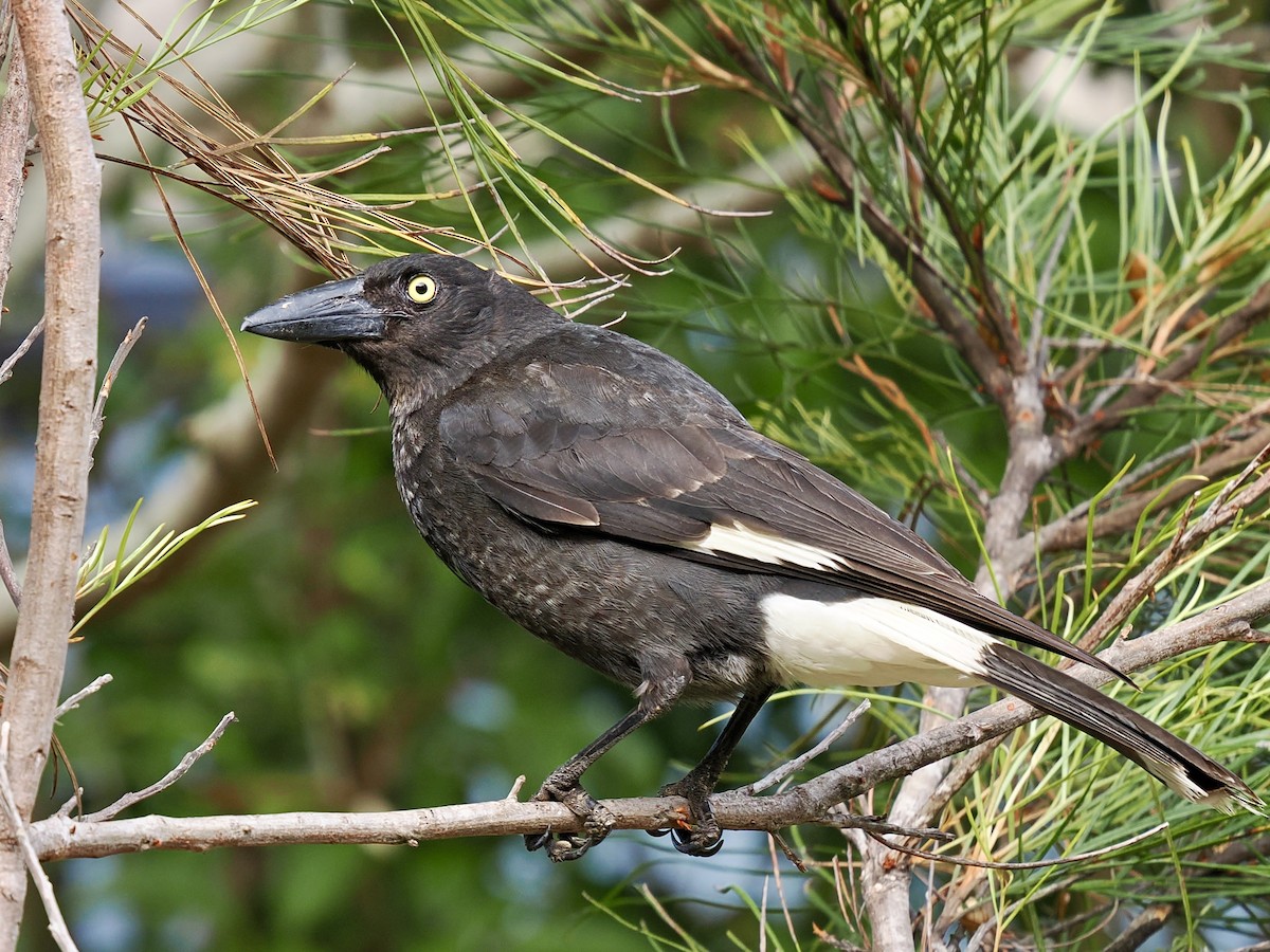 Pied Currawong - ML645796866