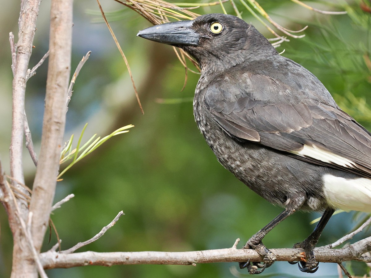 Pied Currawong - ML645796869