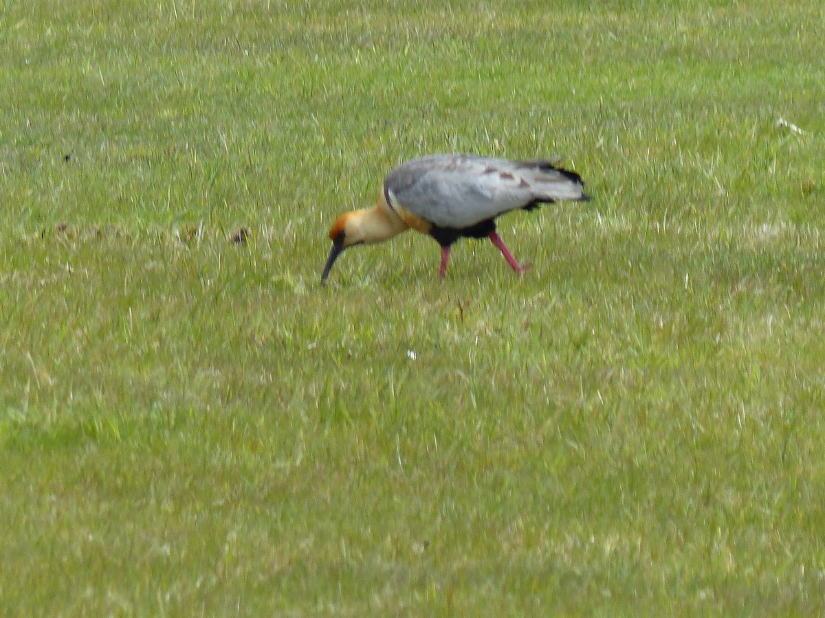 İbikli Sarıca Aynak - ML645796870