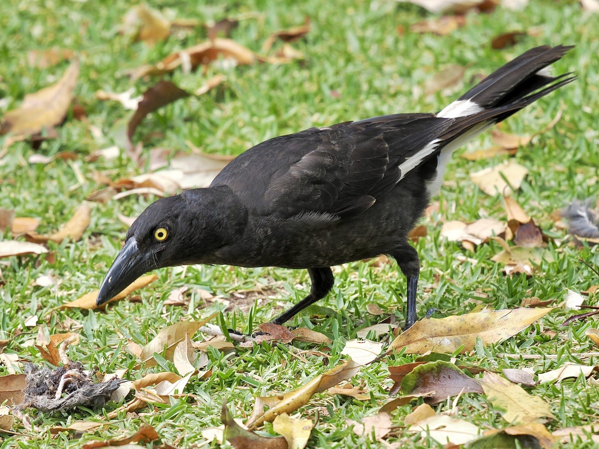 Pied Currawong - ML645796895