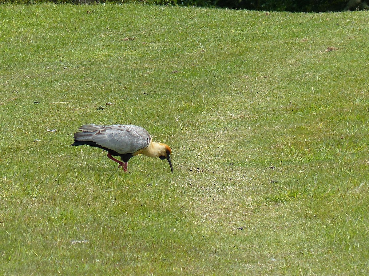 İbikli Sarıca Aynak - ML645796897