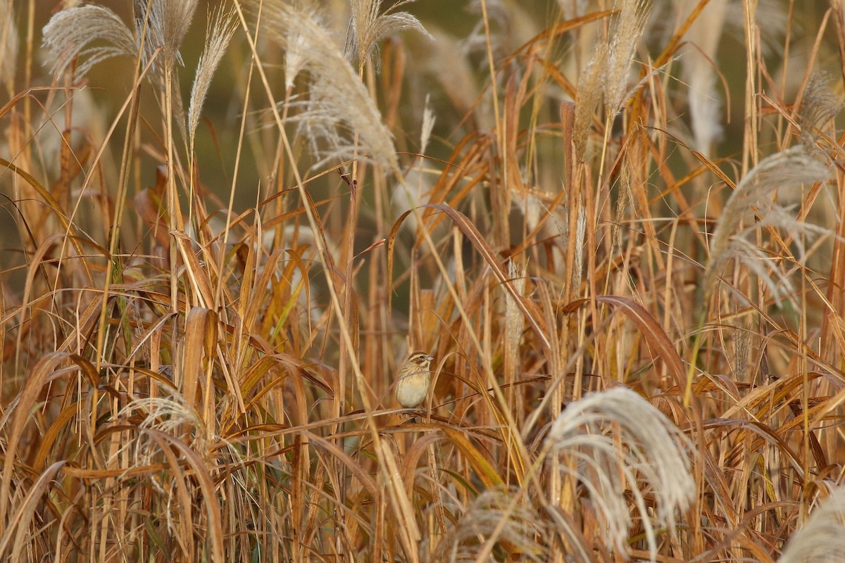 Reed Bunting - ML645796898