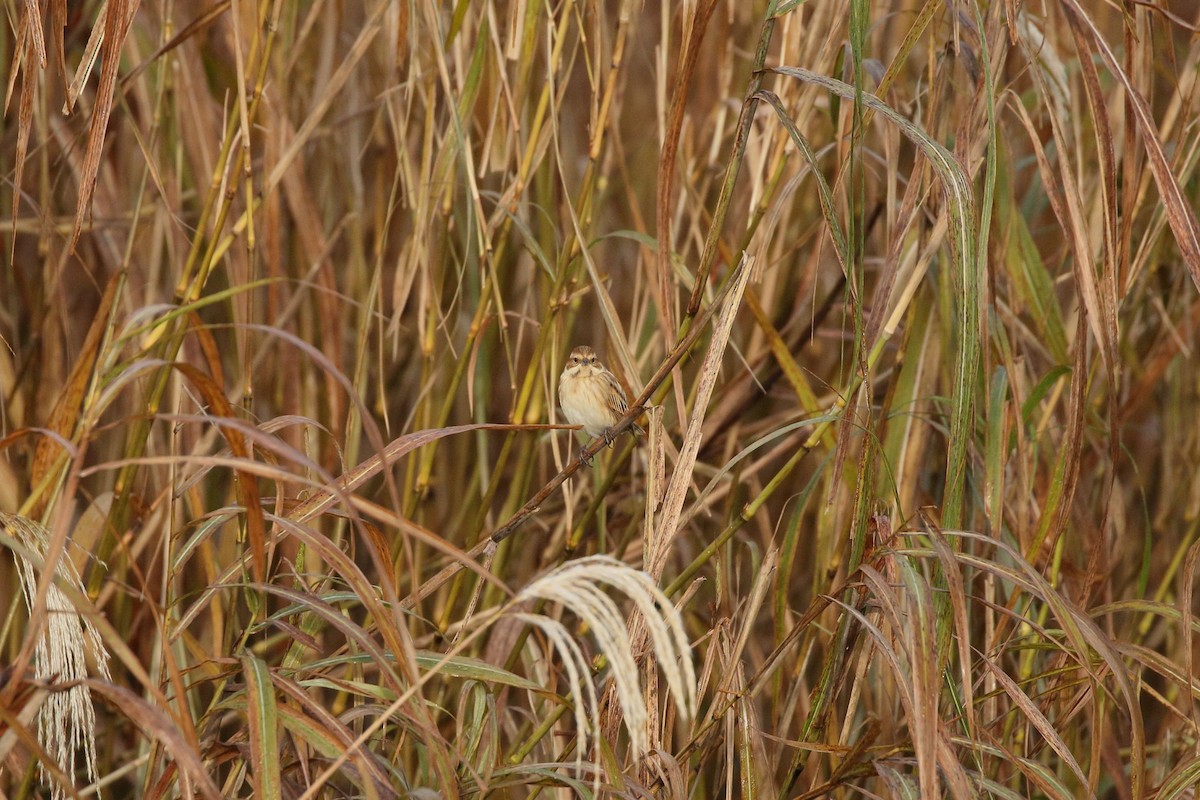 Reed Bunting - ML645796899