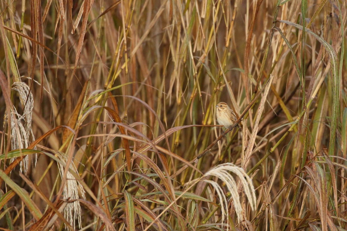 Reed Bunting - ML645796900