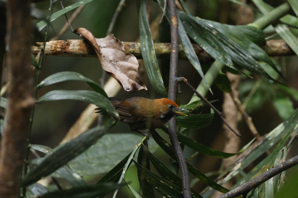 Fluffy-backed Tit-Babbler - ML645796905