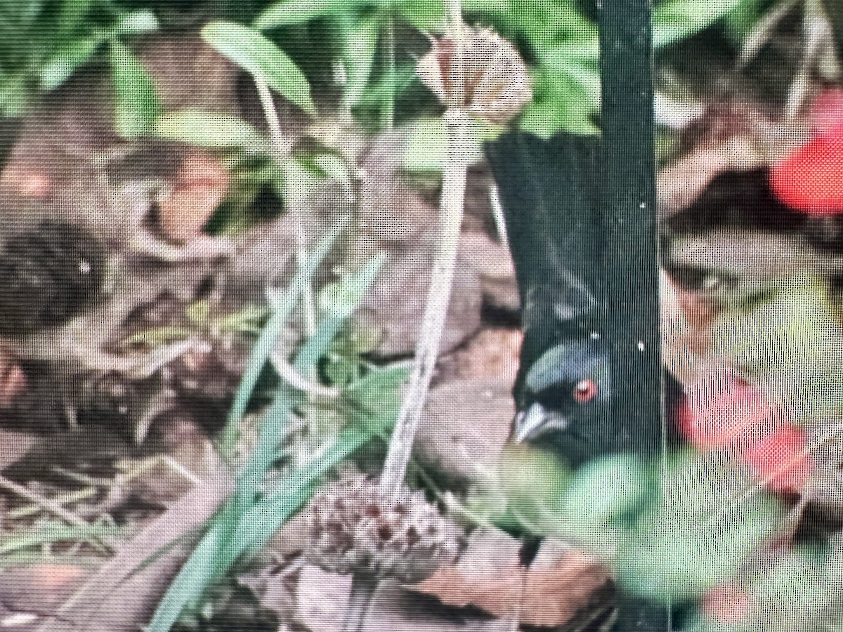 Spotted Towhee (oregonus Group) - ML645796918