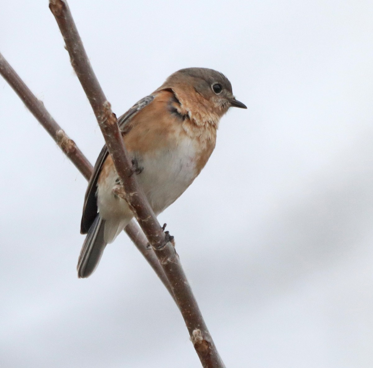 Eastern Bluebird - ML645796923