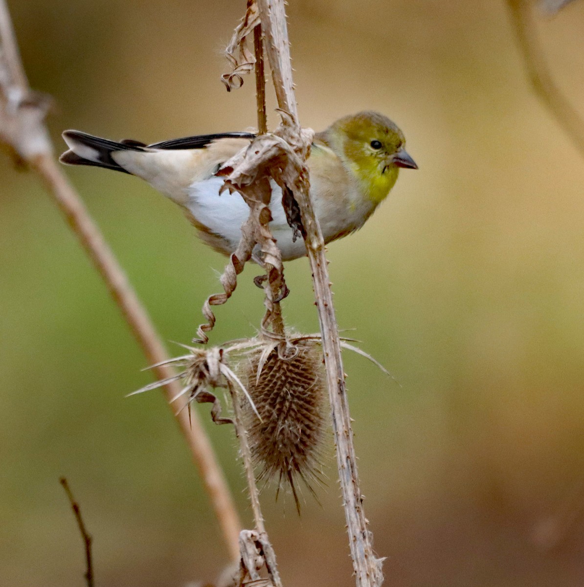 American Goldfinch - ML645796928