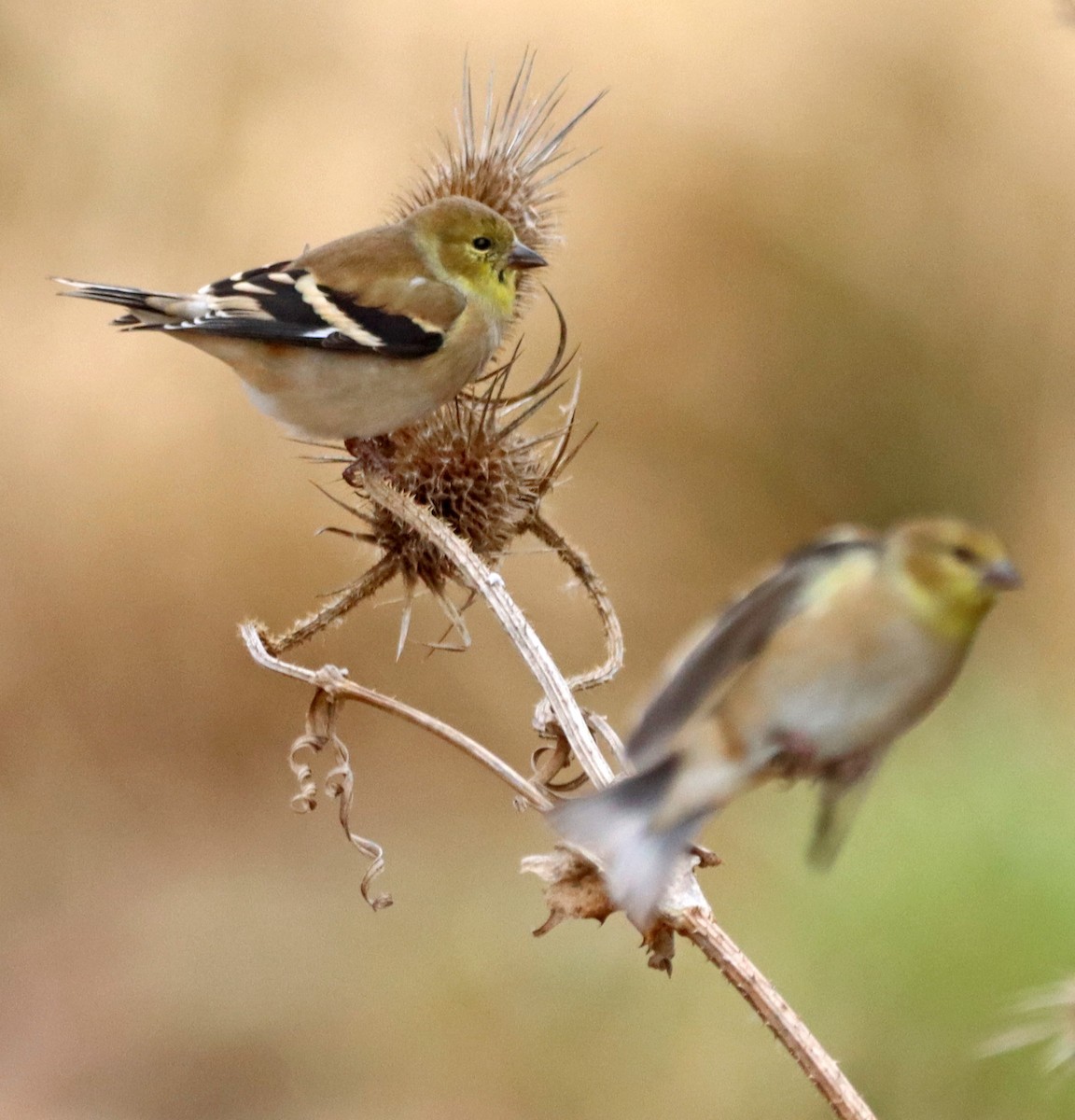 American Goldfinch - ML645796940