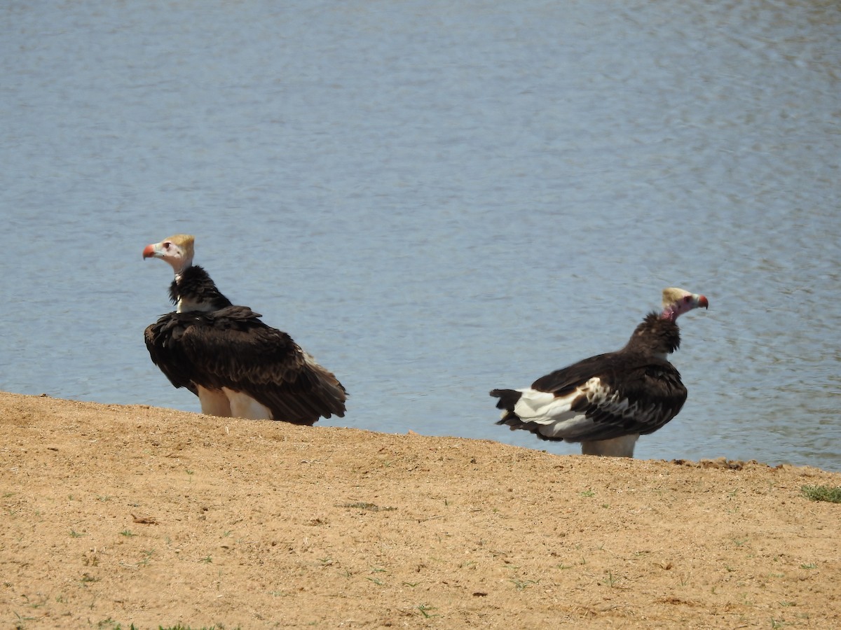 White-headed Vulture - ML645796947