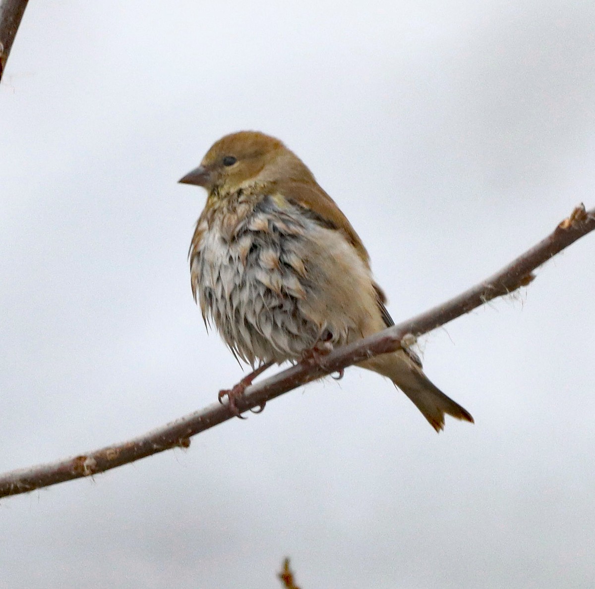 American Goldfinch - ML645796949