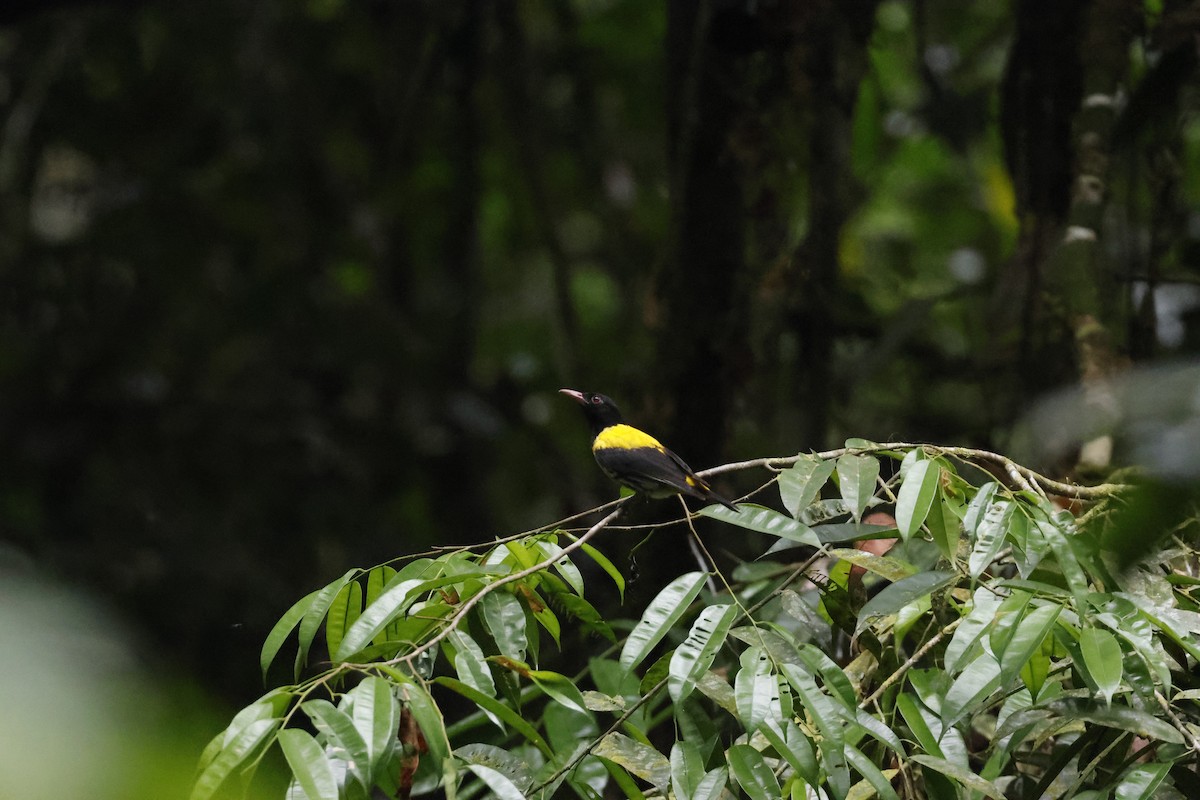 Dark-throated Oriole - ML645796950
