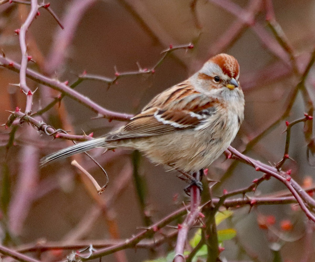 American Tree Sparrow - ML645796956