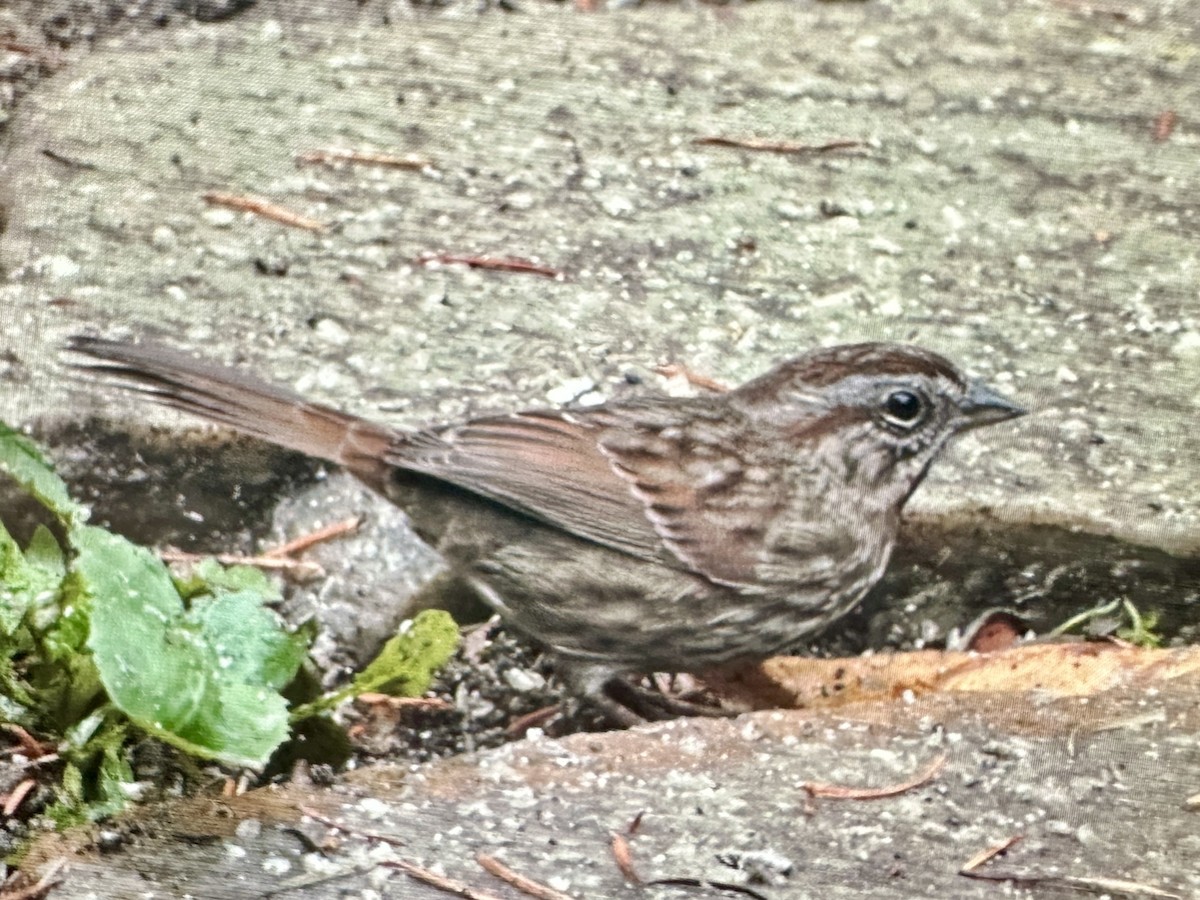Song Sparrow - ML645796957
