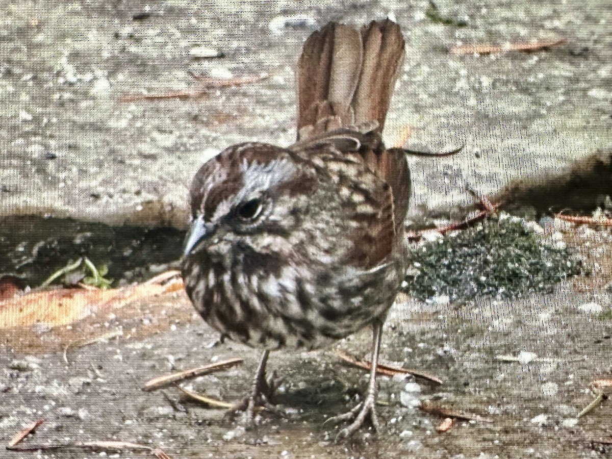 Song Sparrow - ML645796959