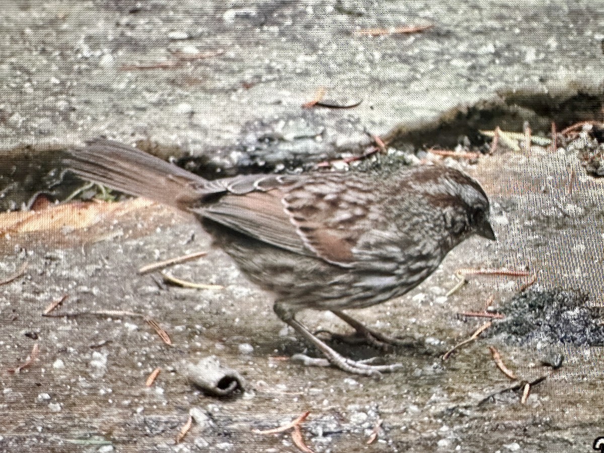 Song Sparrow - ML645796960