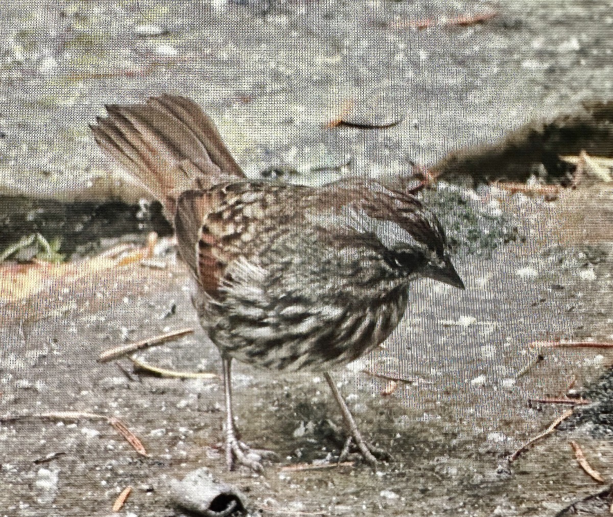 Song Sparrow - ML645796961
