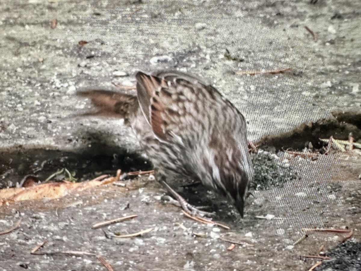 Song Sparrow - ML645796962