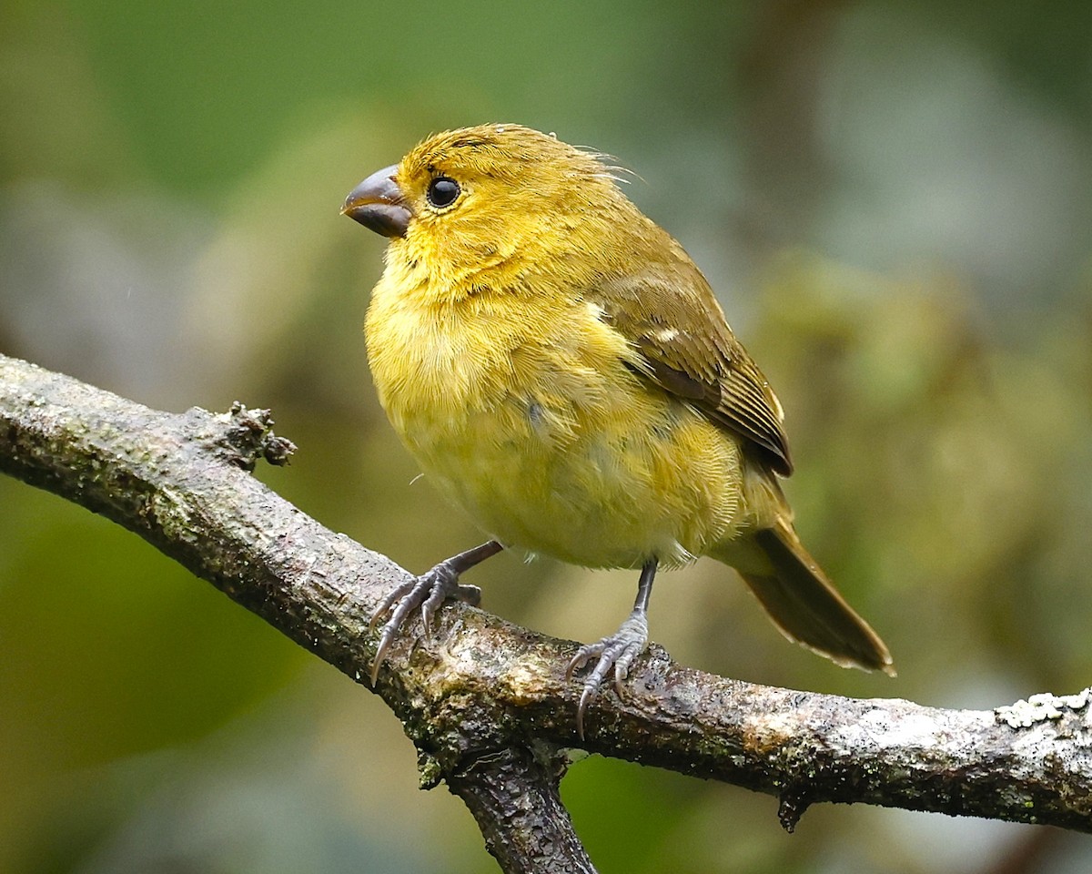 Variable Seedeater - ML645796964