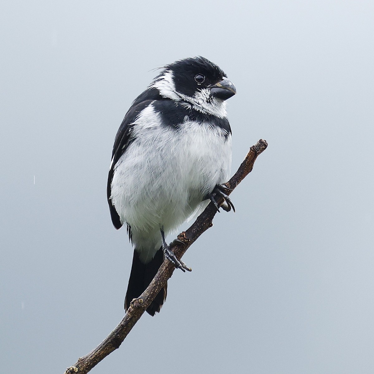 Variable Seedeater - ML645796965