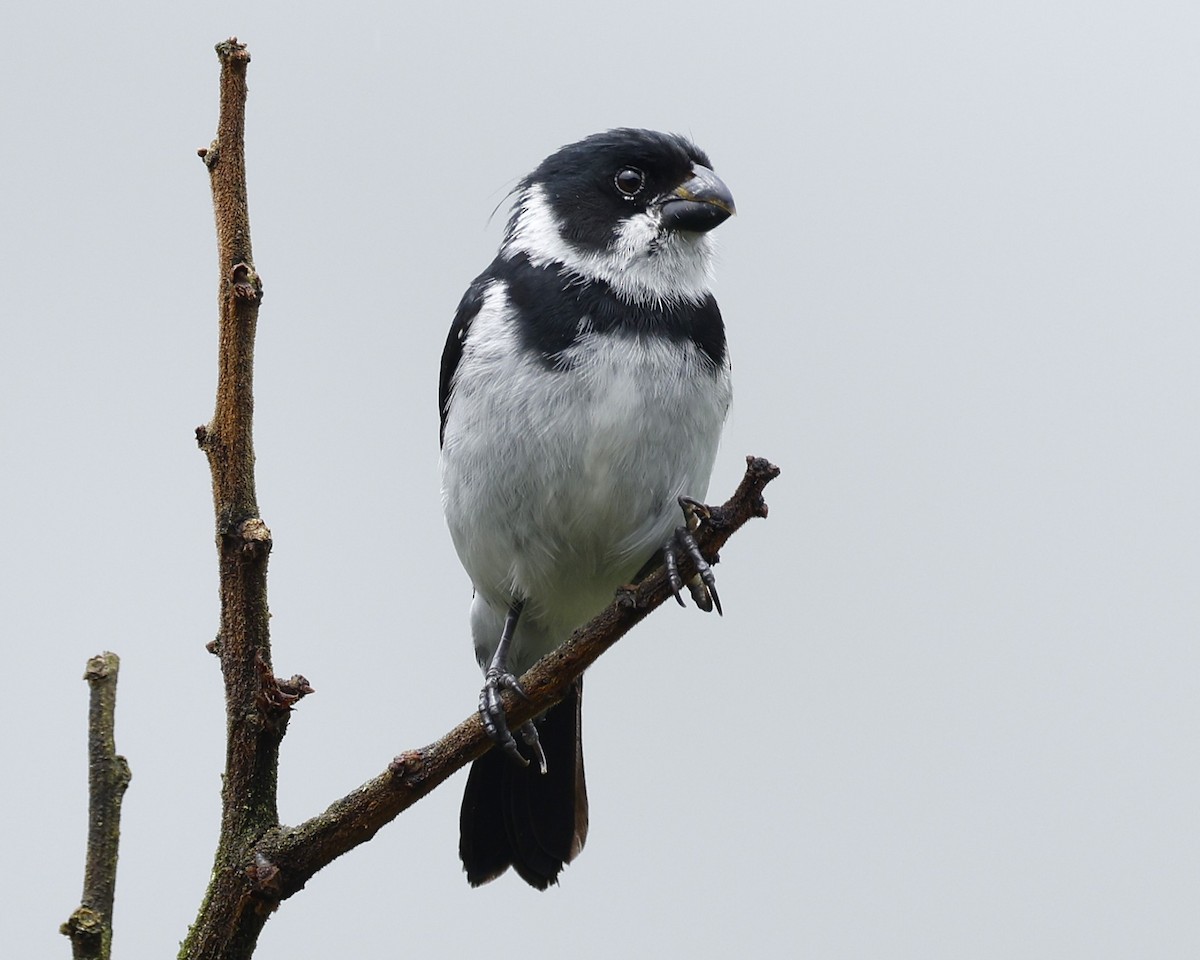 Variable Seedeater - ML645796966