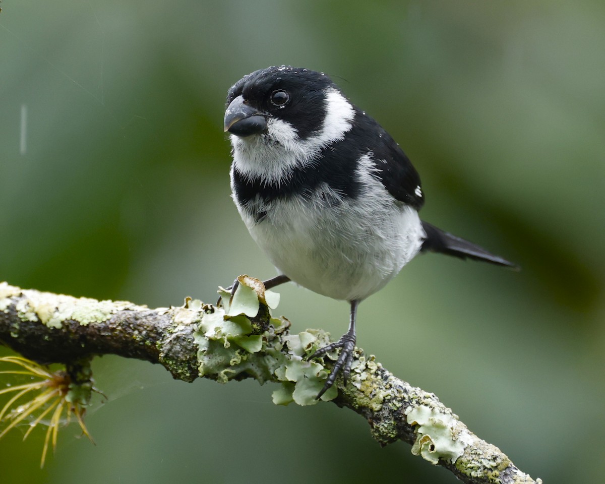 Variable Seedeater - ML645796967