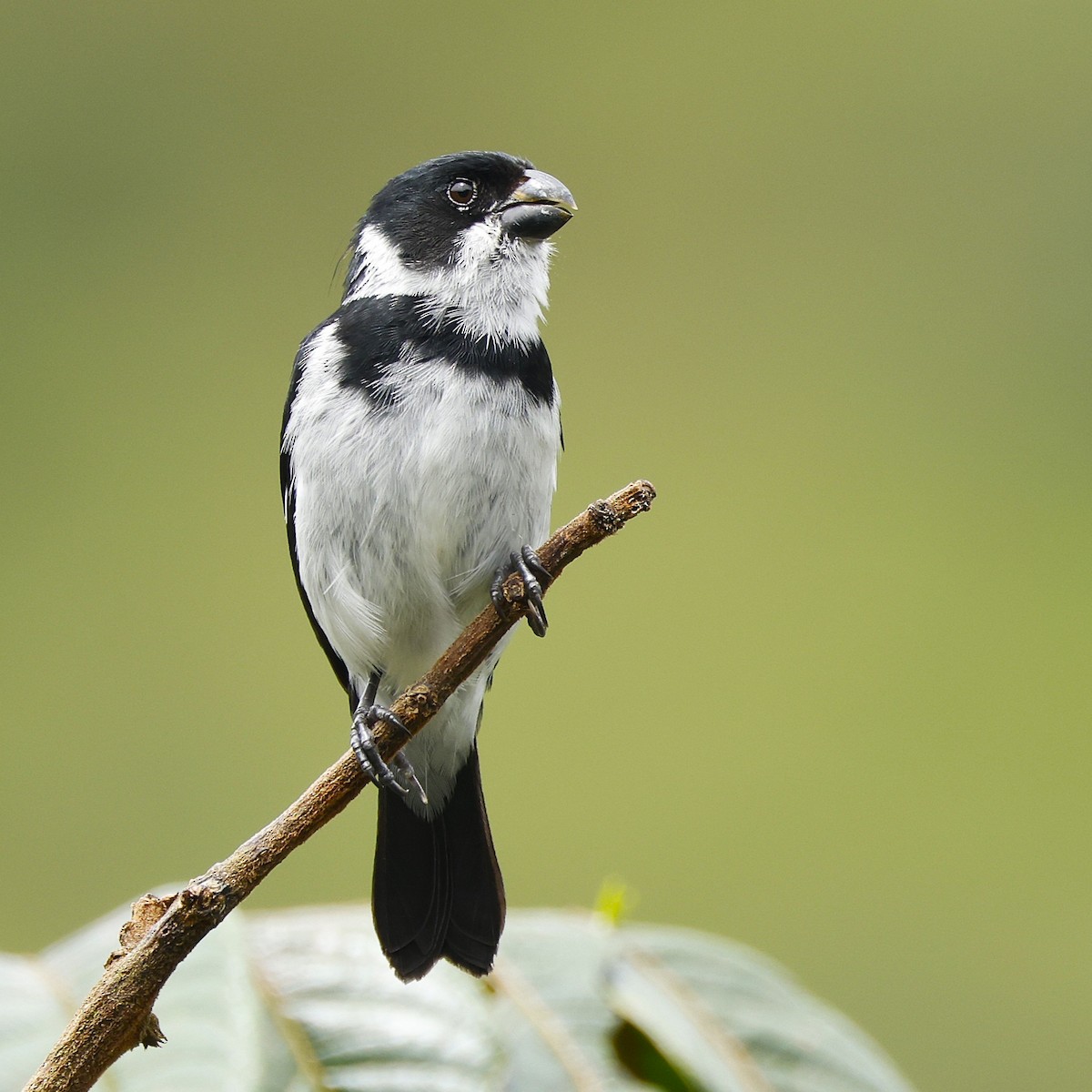 Variable Seedeater - ML645796968