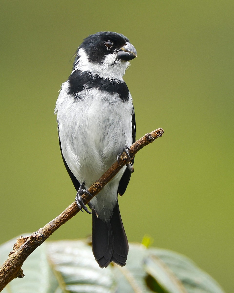 Variable Seedeater - ML645796969