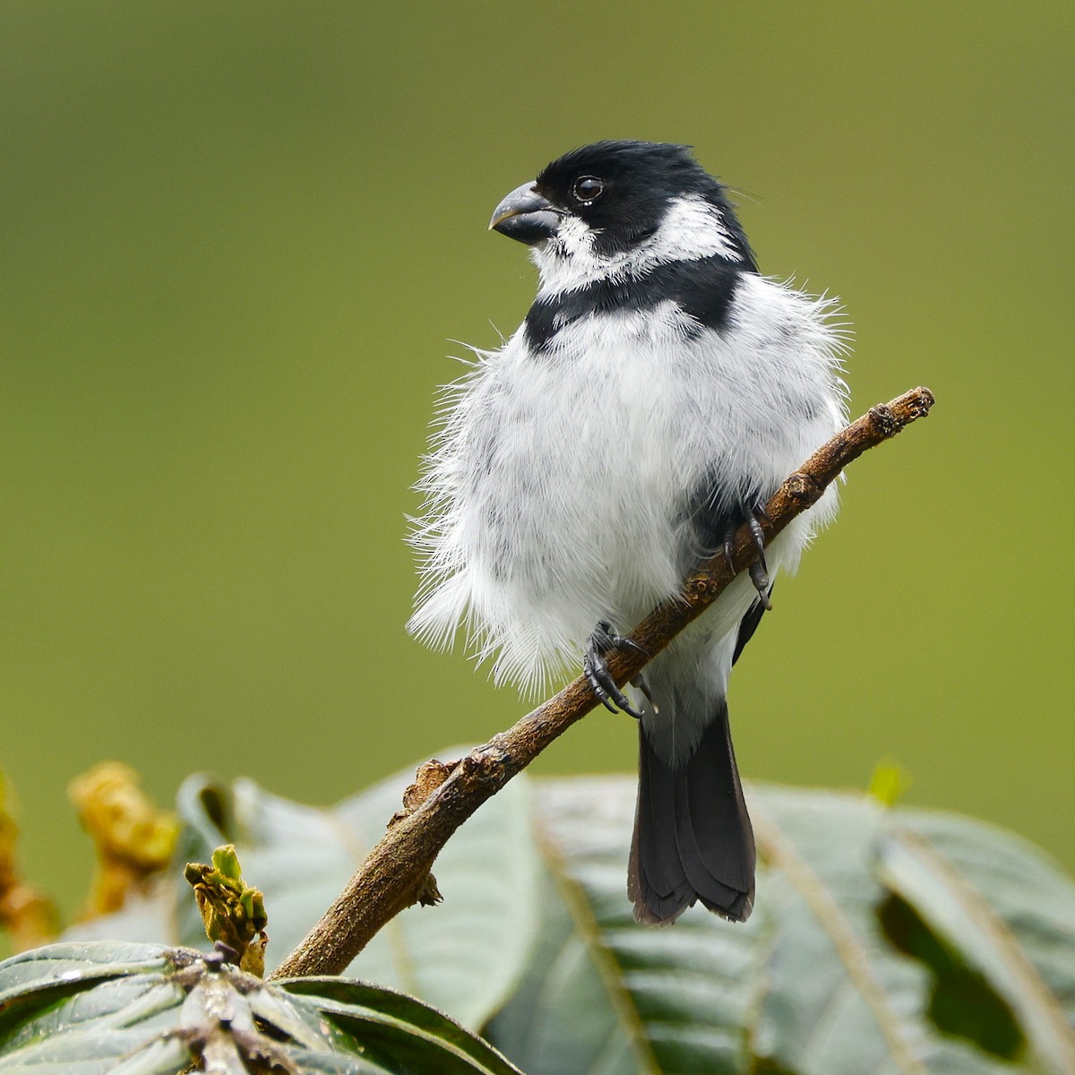 Variable Seedeater - ML645796970