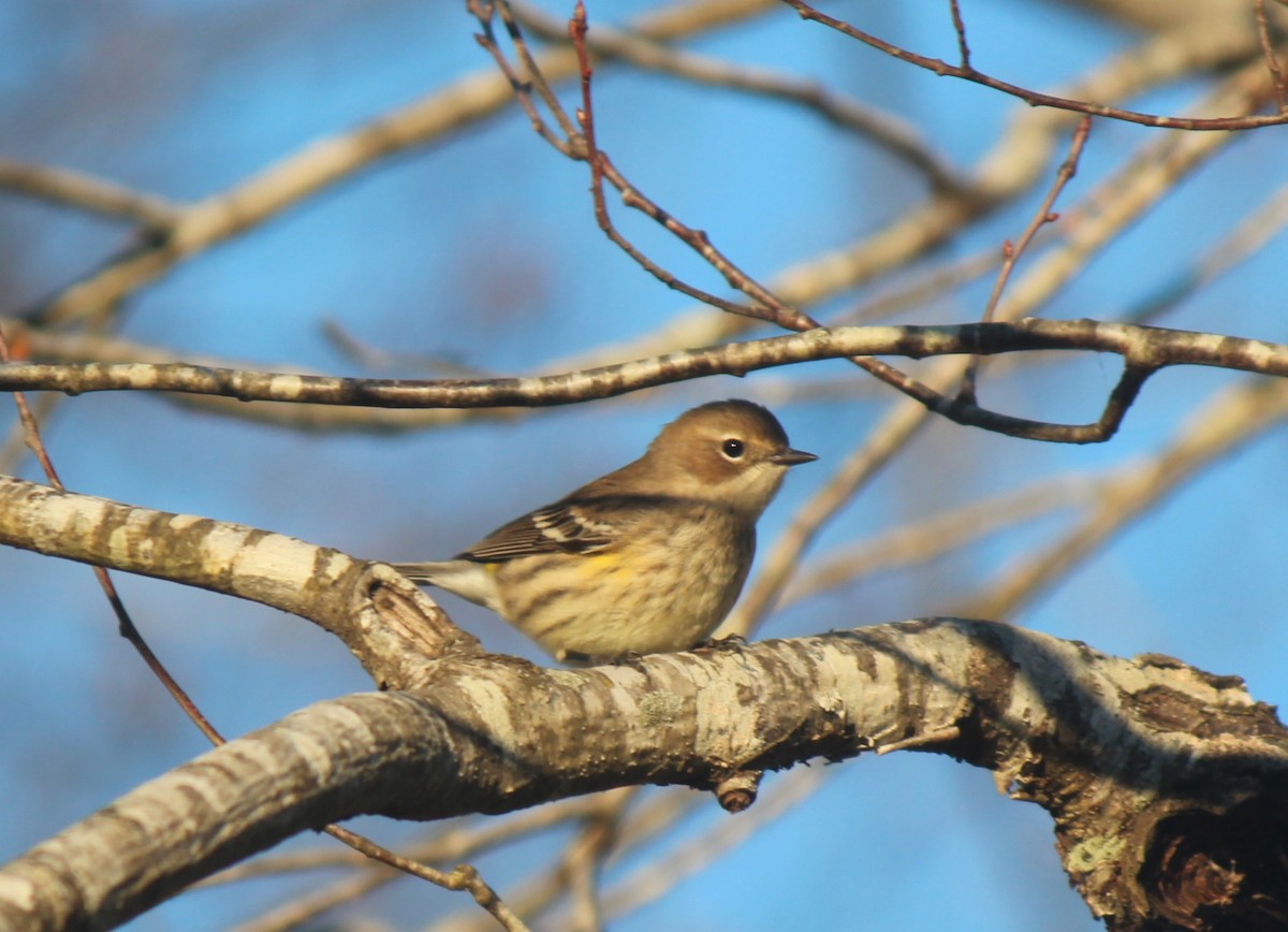 Yellow-rumped Warbler - ML645796971