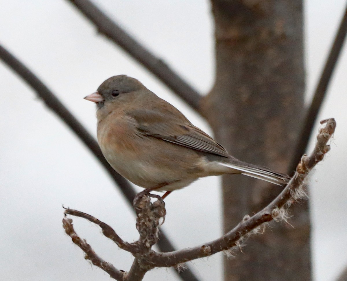 Dark-eyed Junco - ML645796972