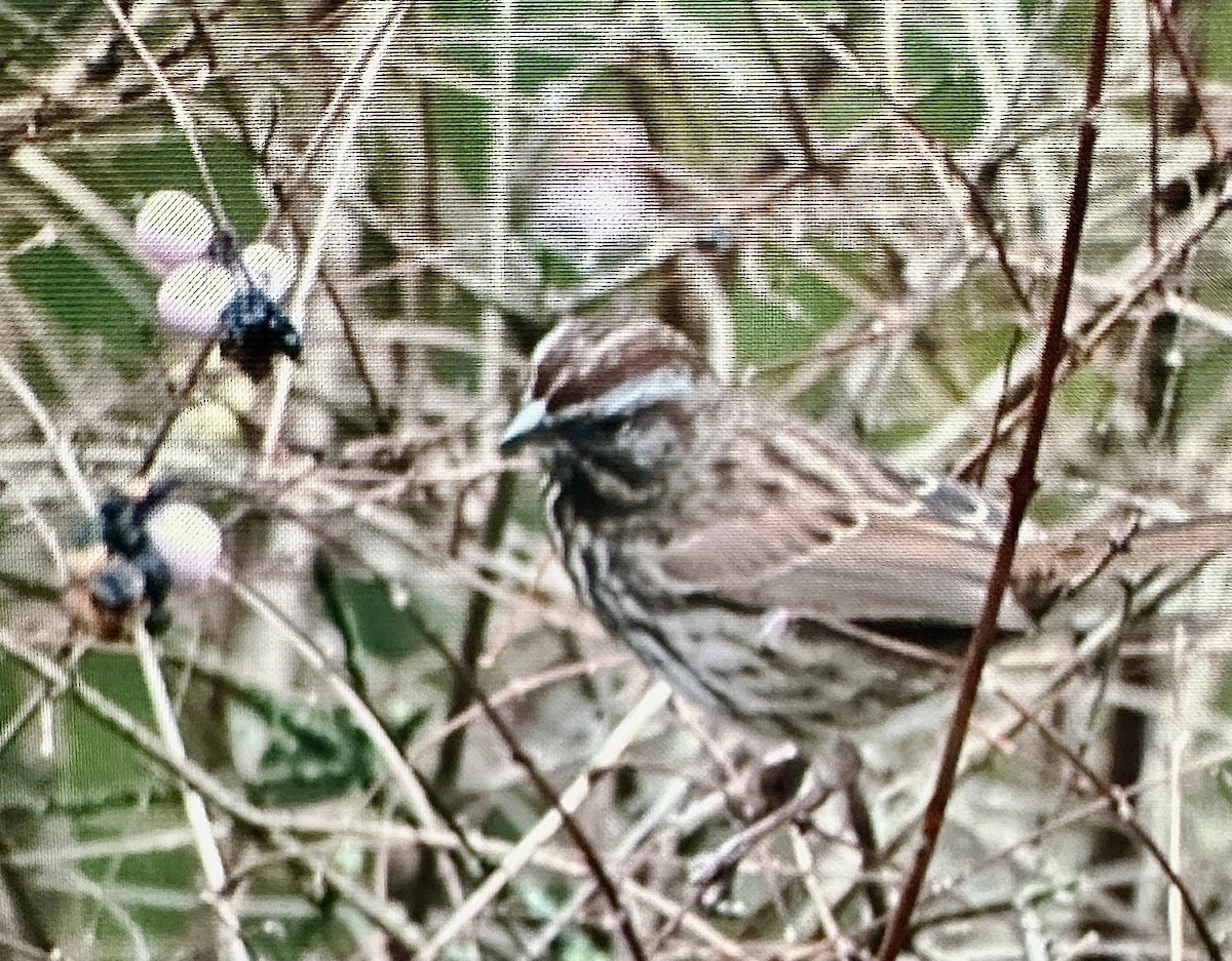 Song Sparrow - ML645796977