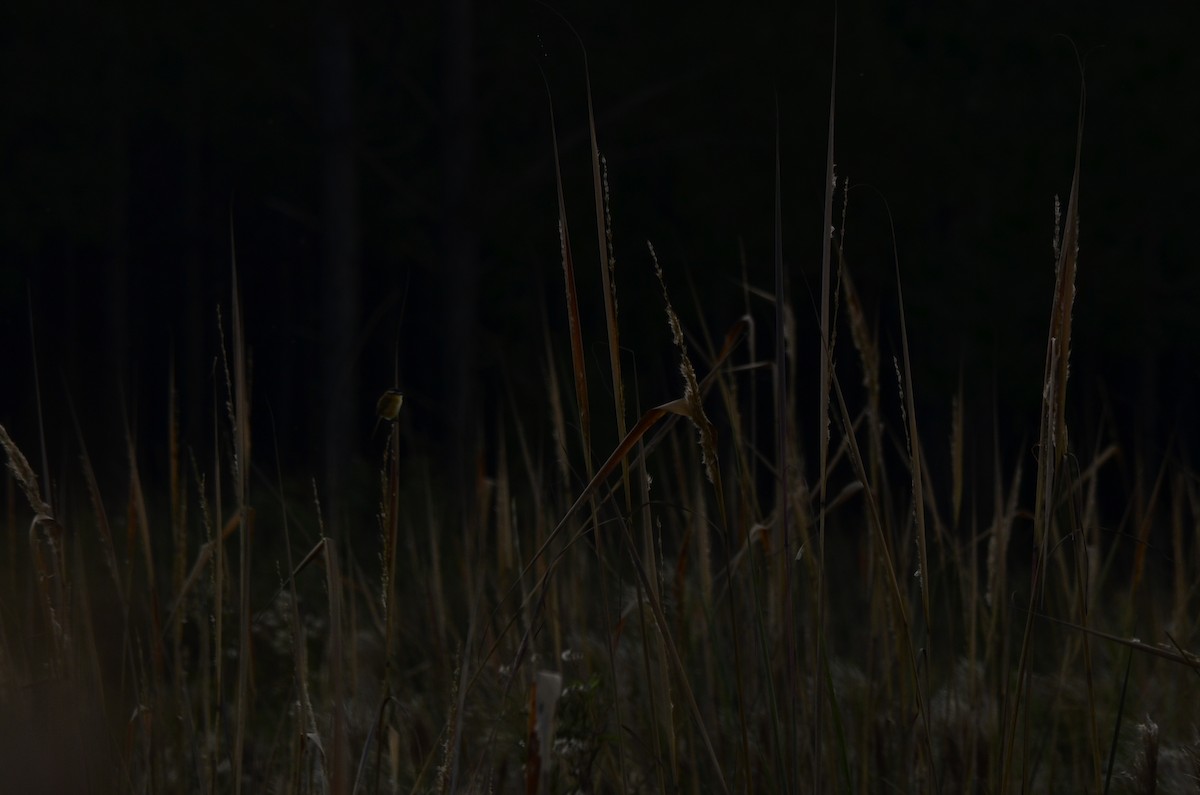 Sharp-tailed Tyrant - ML645796978