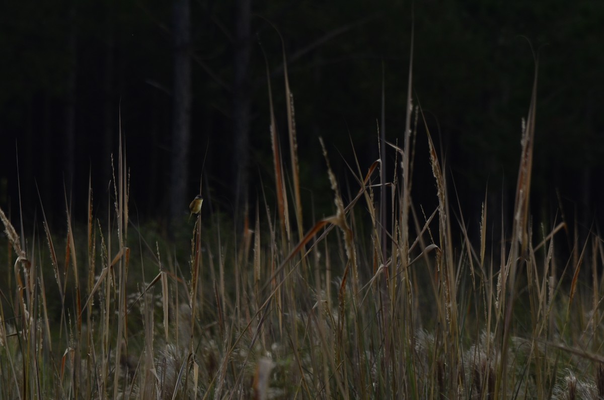 Sharp-tailed Tyrant - ML645796979