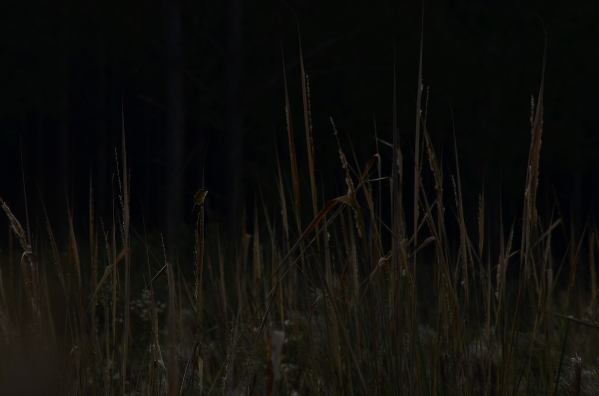 Sharp-tailed Tyrant - ML645796980