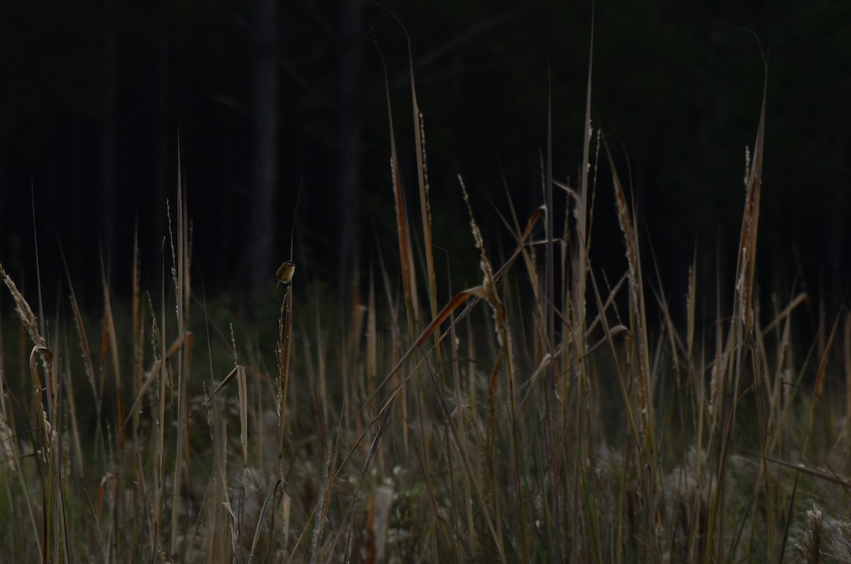 Sharp-tailed Tyrant - ML645796981