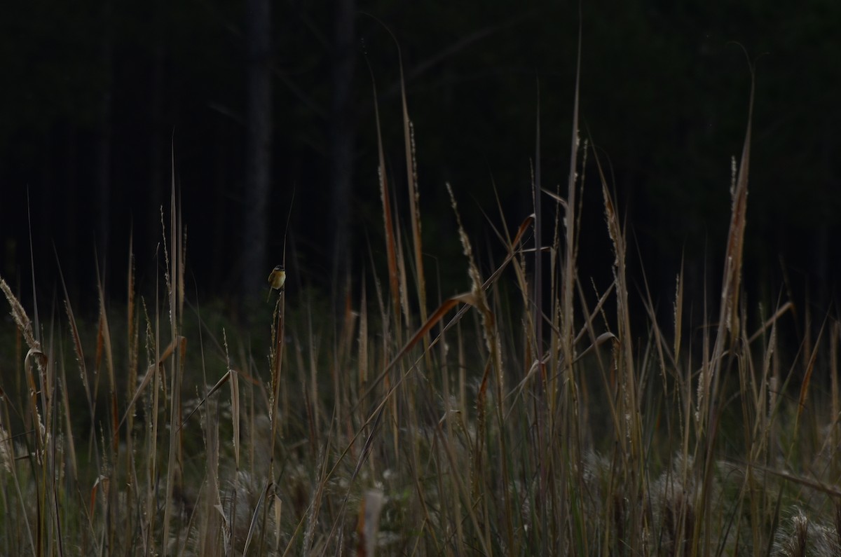 Sharp-tailed Tyrant - ML645796982