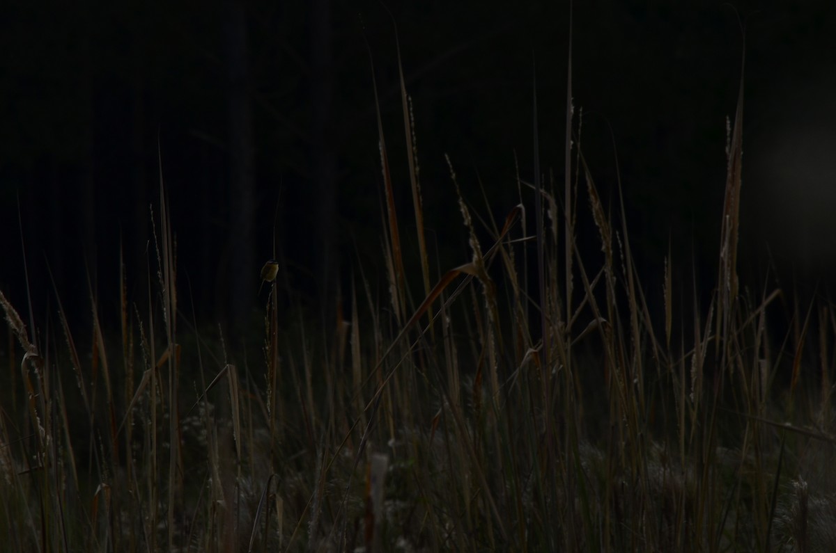 Sharp-tailed Tyrant - ML645796983