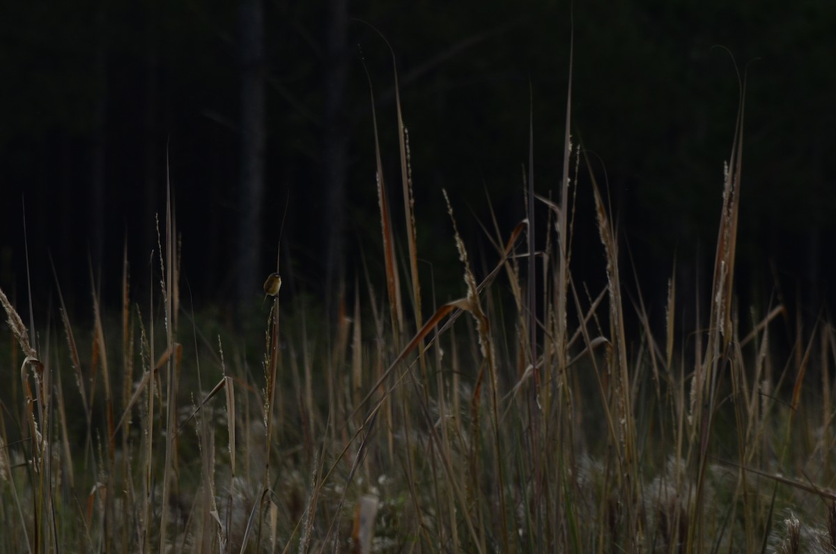 Sharp-tailed Tyrant - ML645796984