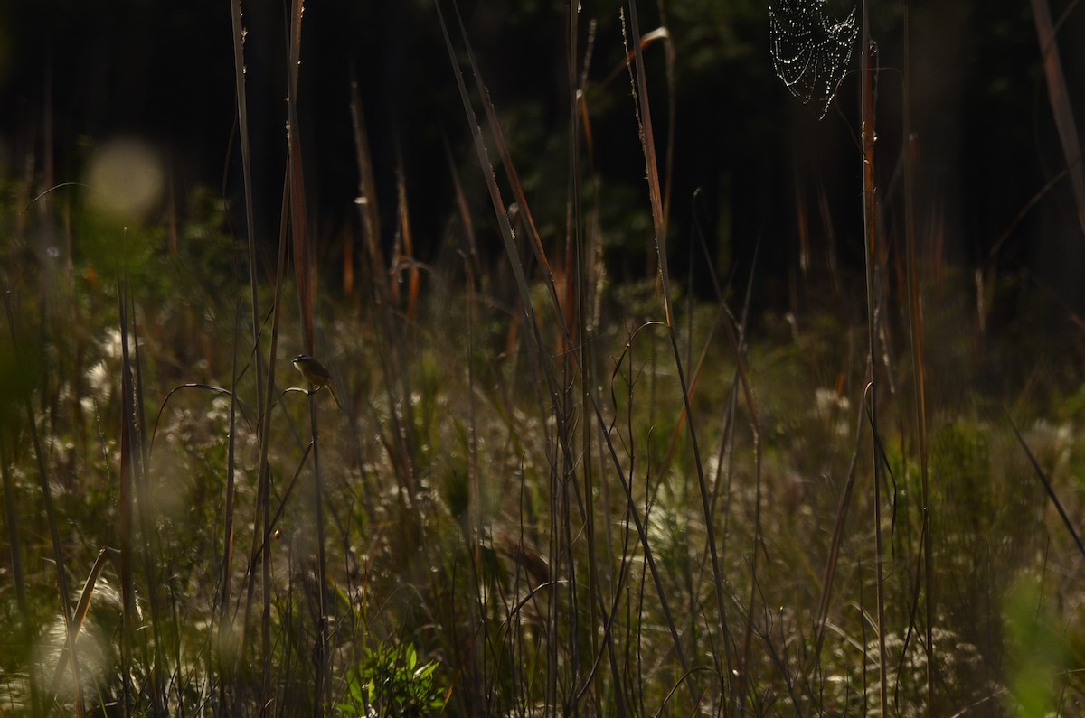 Sharp-tailed Tyrant - ML645796985