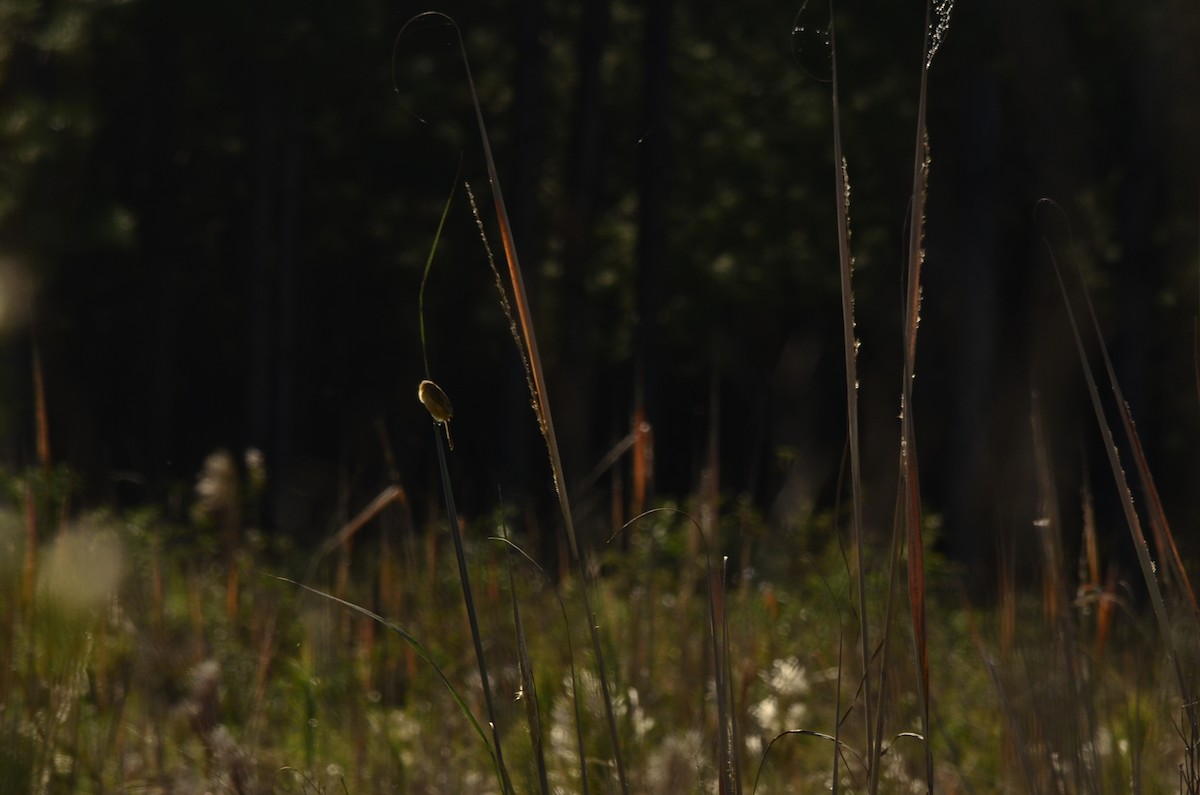 Sharp-tailed Tyrant - ML645796986